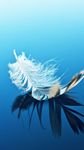 pic for Feather On Blue Surface 
